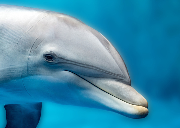 dolphin