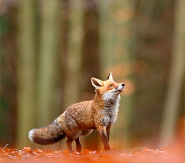 Fox